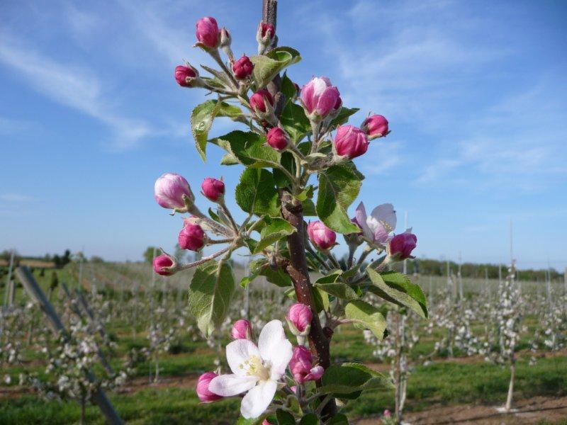 apple bloom